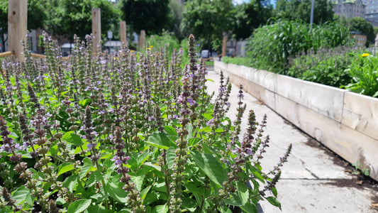 Basilic Sacré (plant)