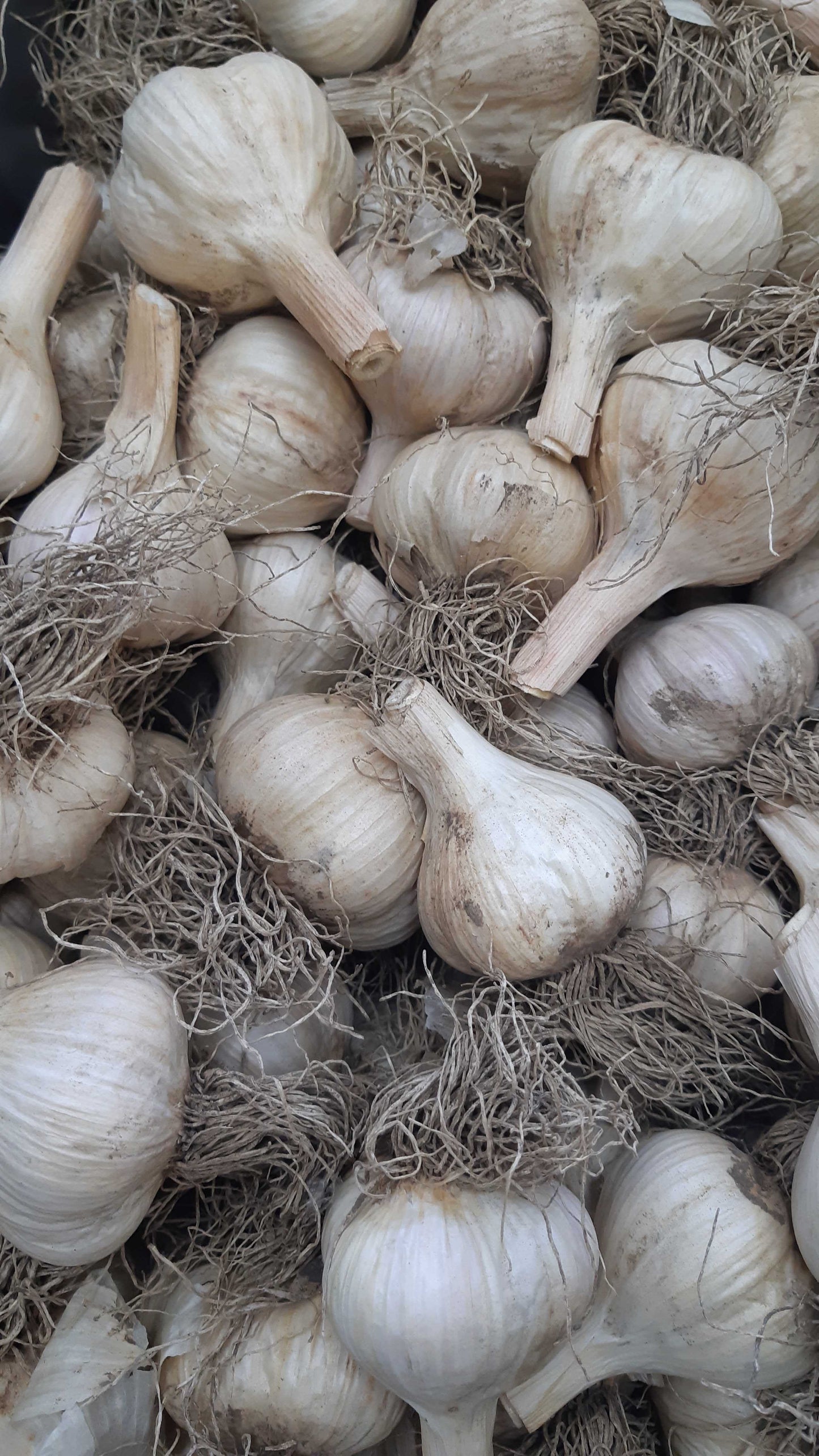 Têtes de bulbe d'ail
