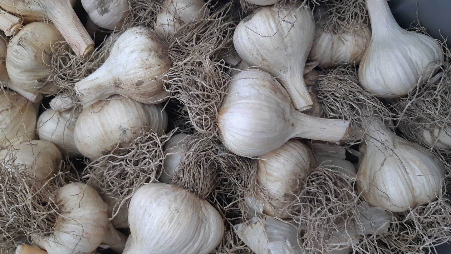 Têtes de bulbe d'ail