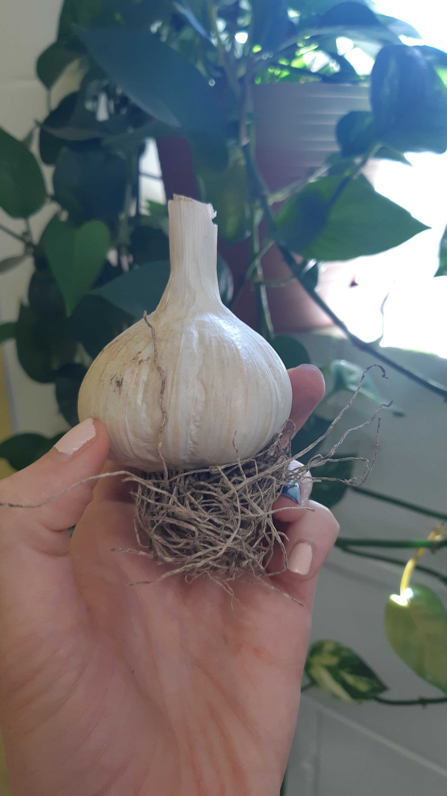 Une tête de bulbe d'ail dans une main. Une plante en arrière plan.
