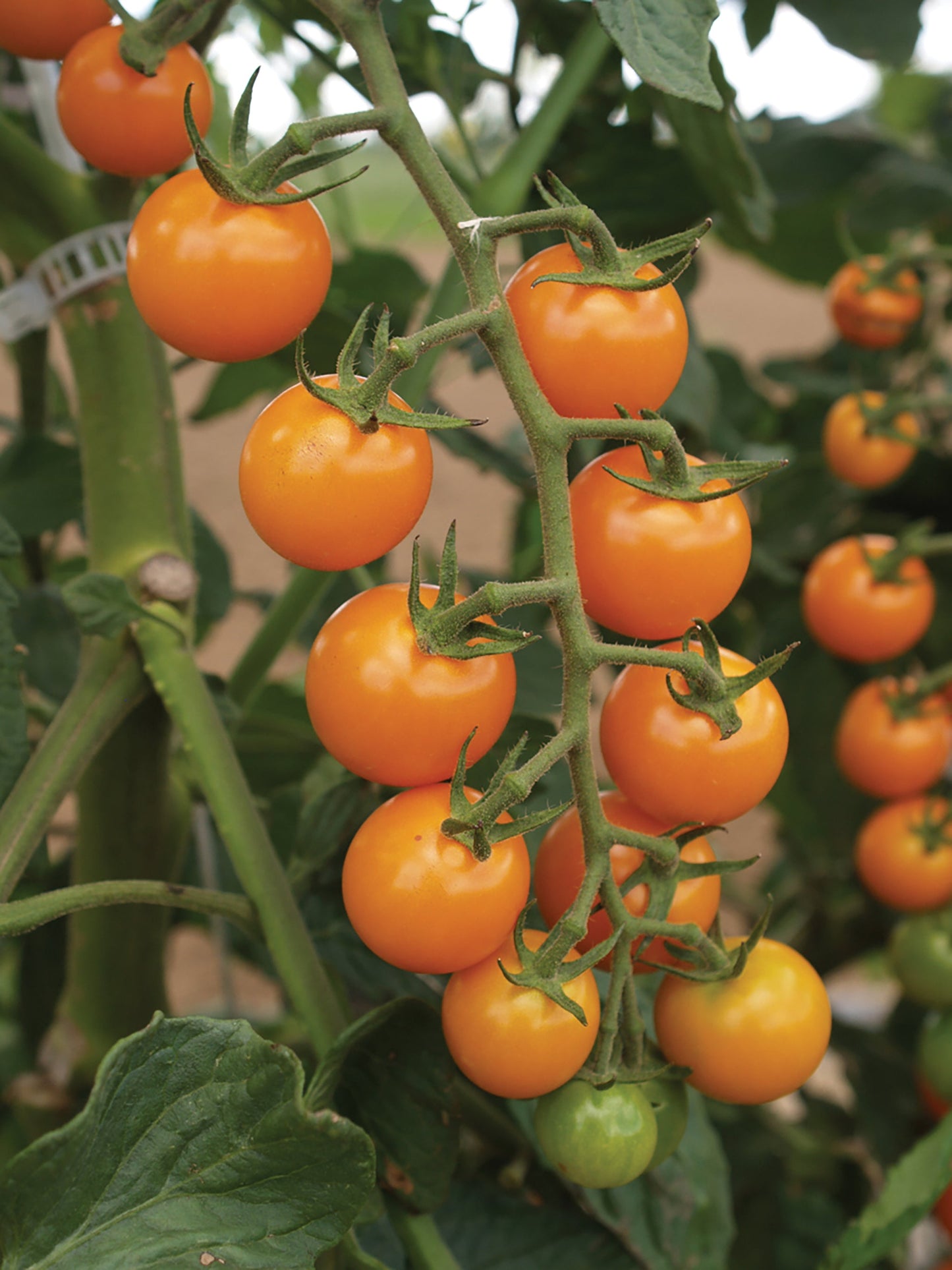 Tomate Sun Sugar (plant)