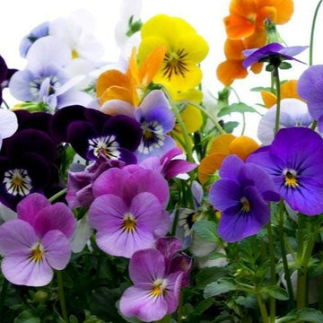 Pensée mélangée (plant)