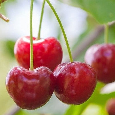 Cerisier Juliet 6" à 12"