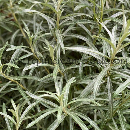 Argousier (semis) 1 à 2 ans