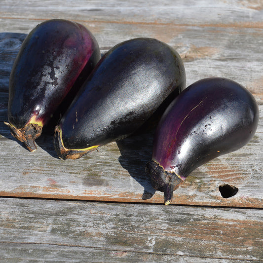 Aubergine Black (semences bio)