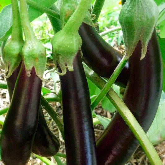 Aubergine Long Purple (plant)