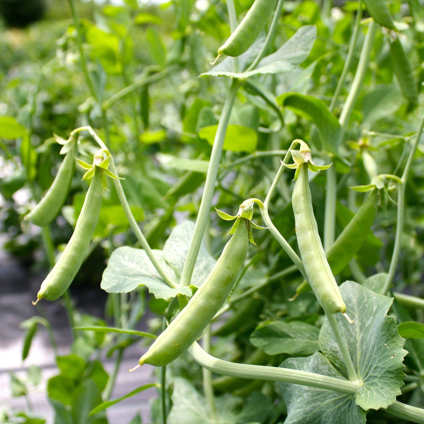 Pois mange-tout Super Sugar Snap (semences bio)