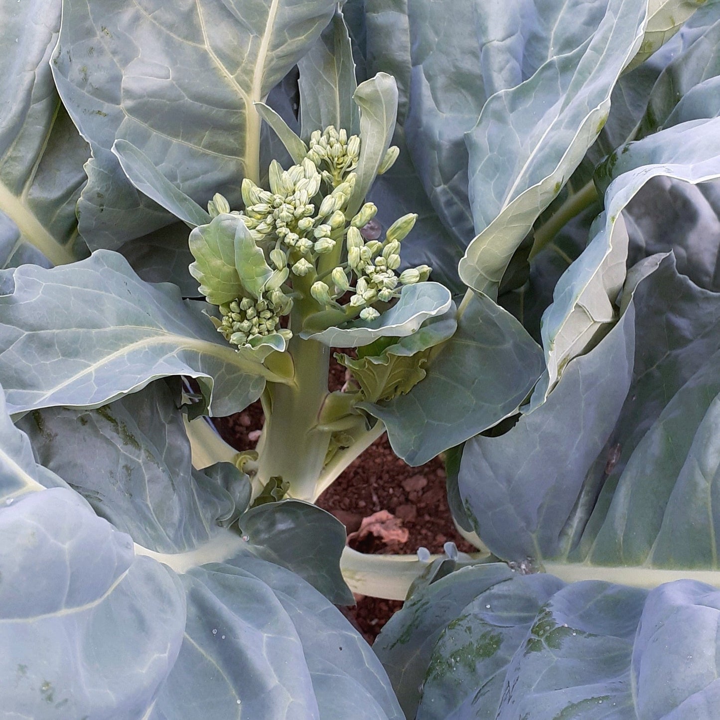 Brocoli Blue Star Gai Lan (semences bio)