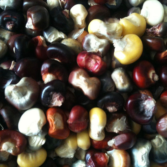 Maïs à farine Painted Mountain (semences bio)