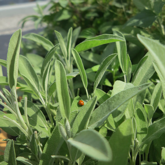 Sauge officinale (plant)