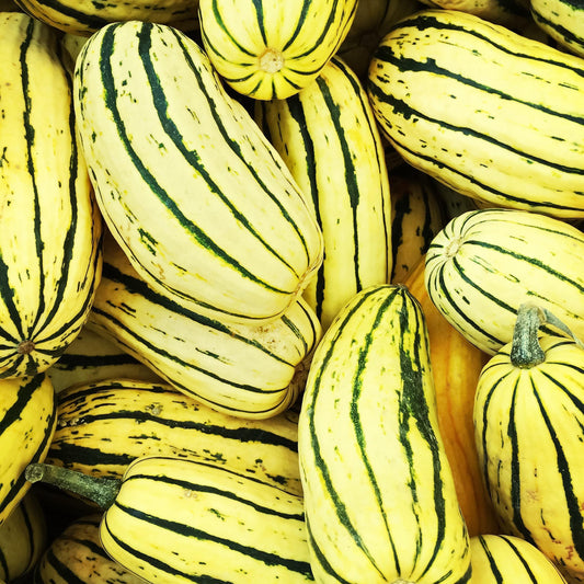 Courge Délicata (plant)