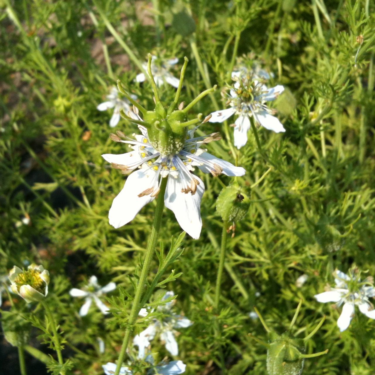 Nigelle Cumin noir (semences bio)