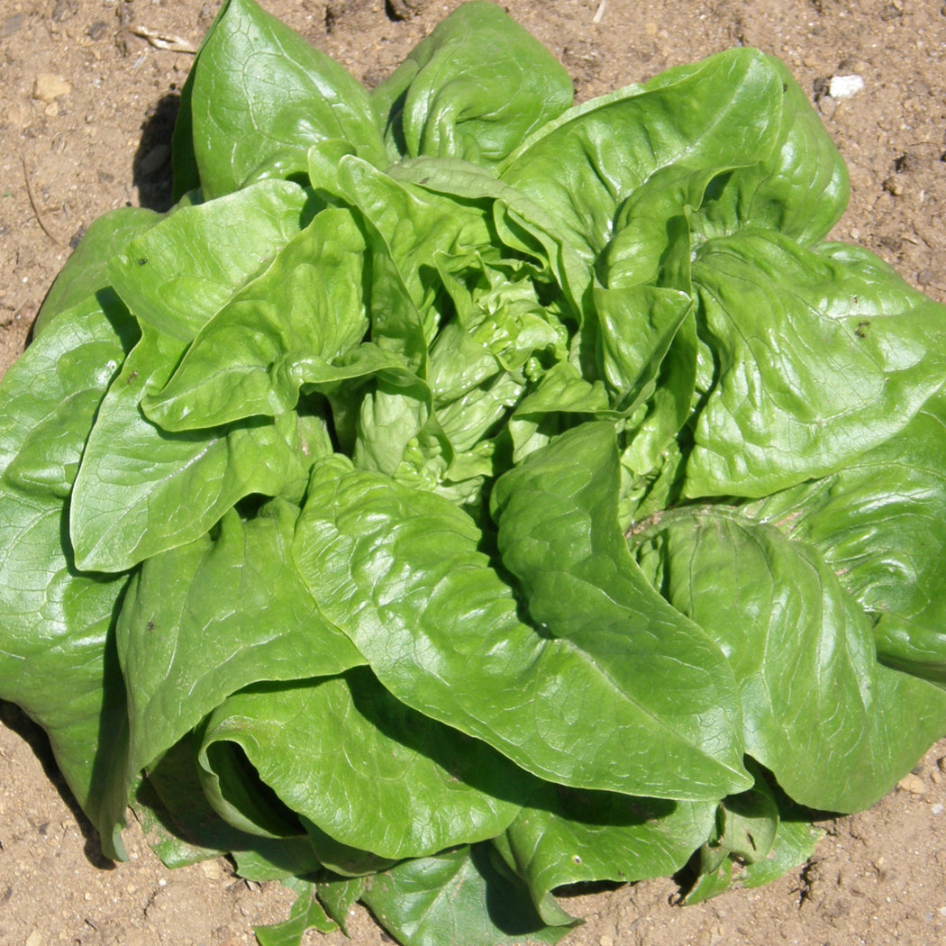 Laitue feuille Deer Tongue (semences bio)