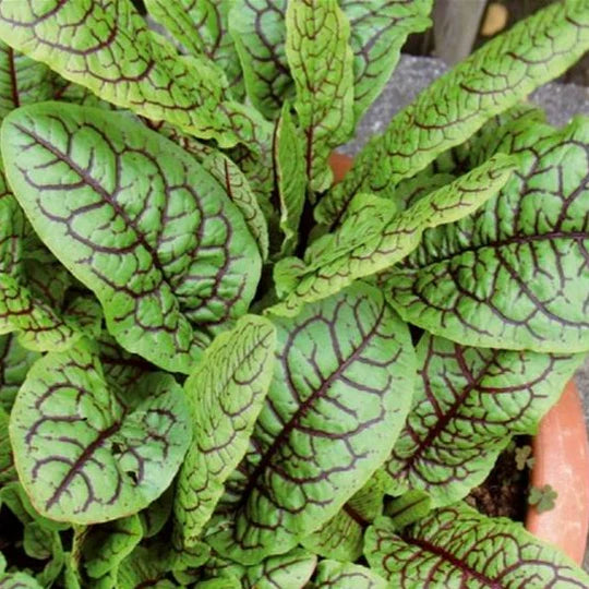 Oseille (plant)