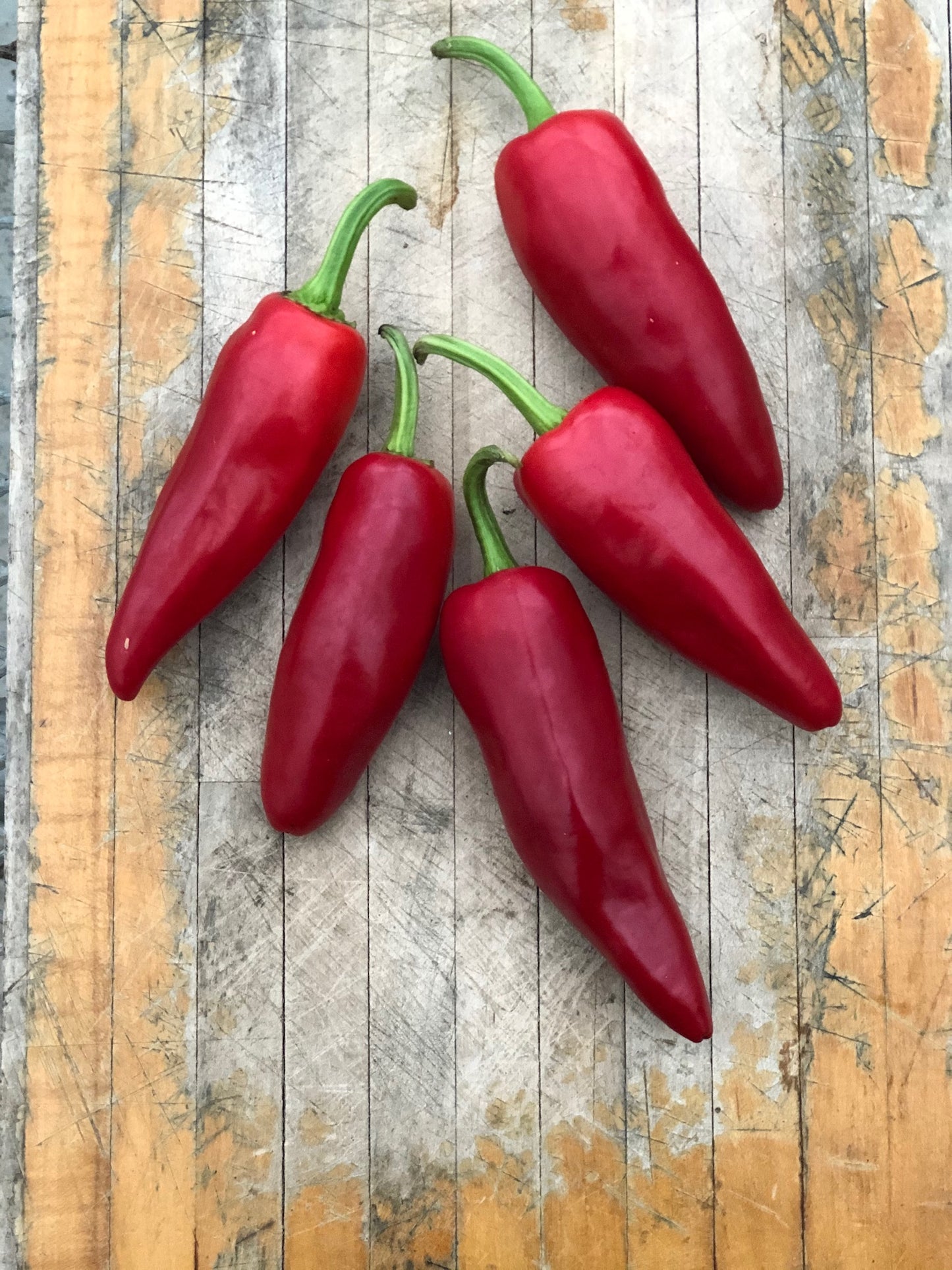 Piment Gorria (semences bio)