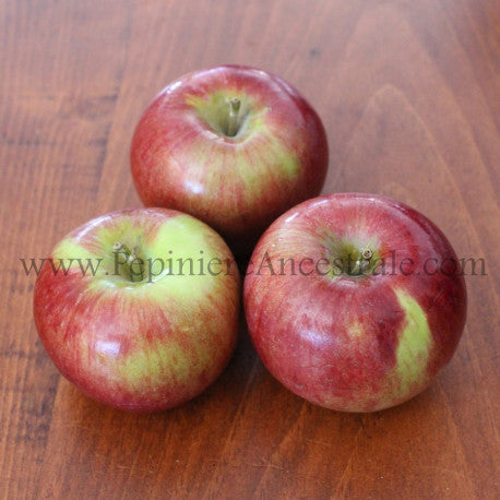 Pommier Semi-Nain Cortland 2 ans