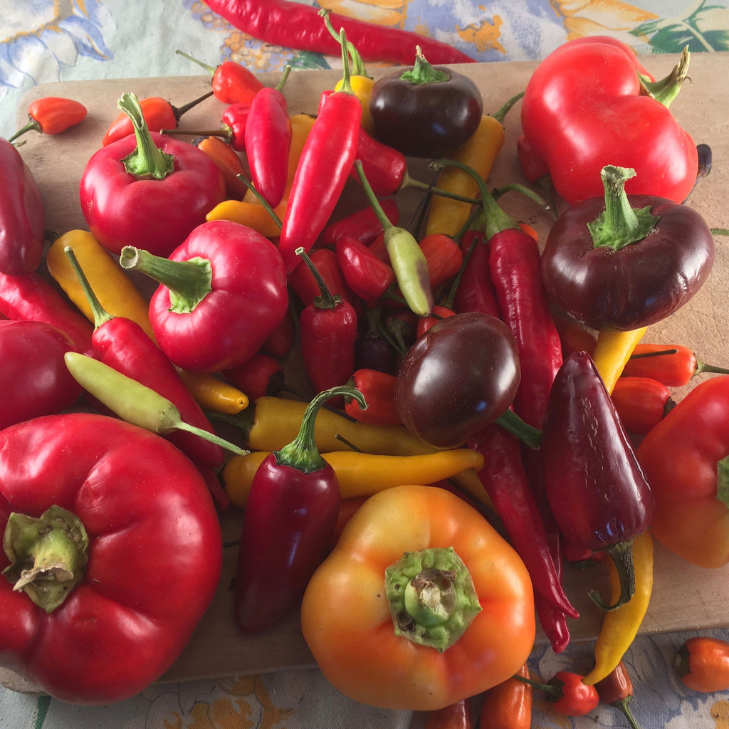 Piment fort Mélange (semences bio)