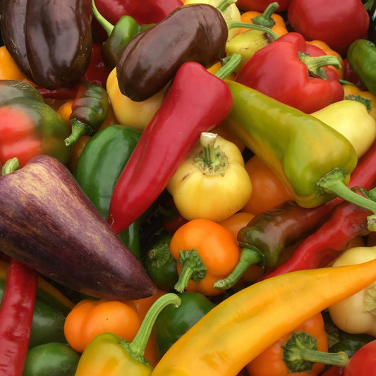 Poivron Doux en mélange (semences bio)