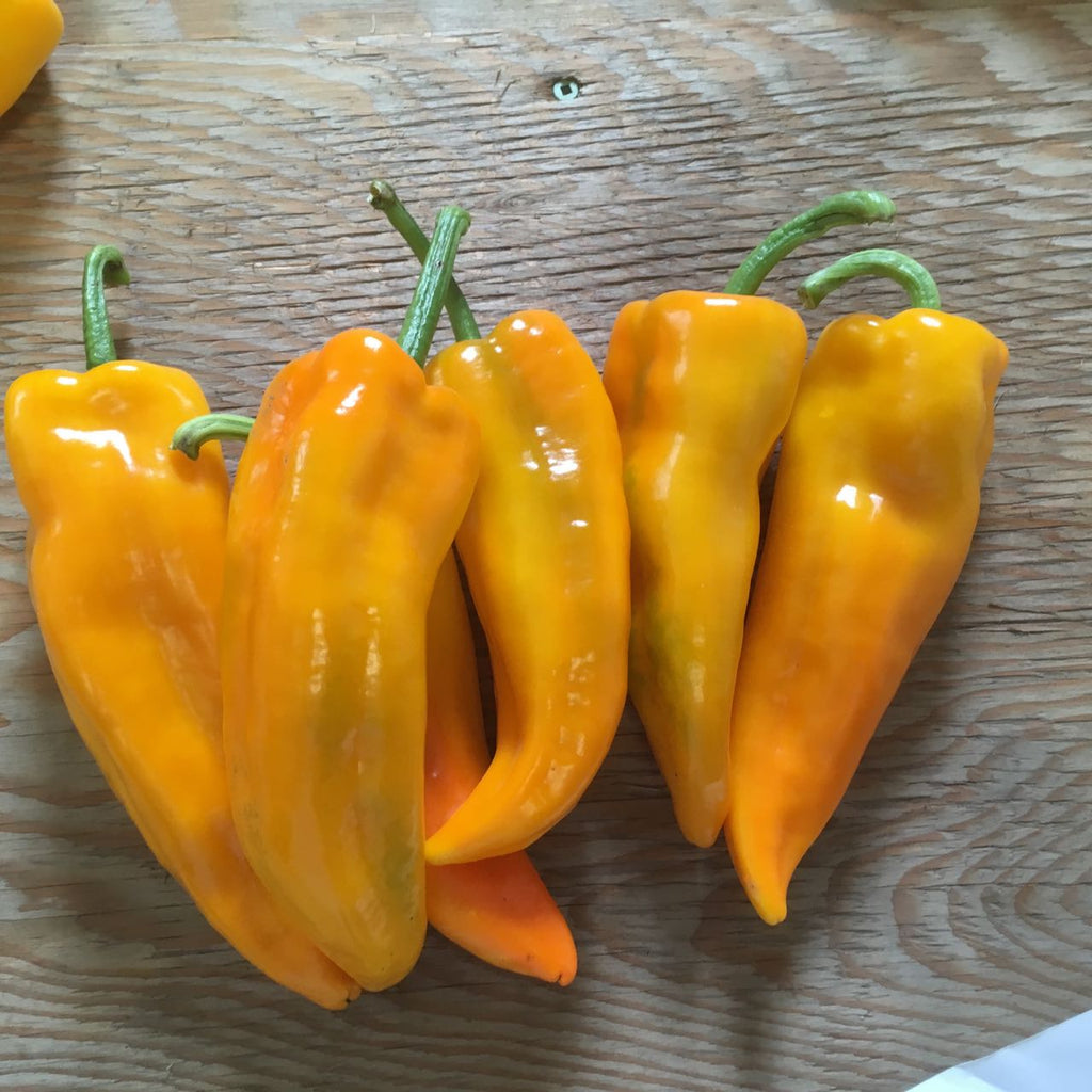 Poivron Doux Gatherer's Gold (semences bio)