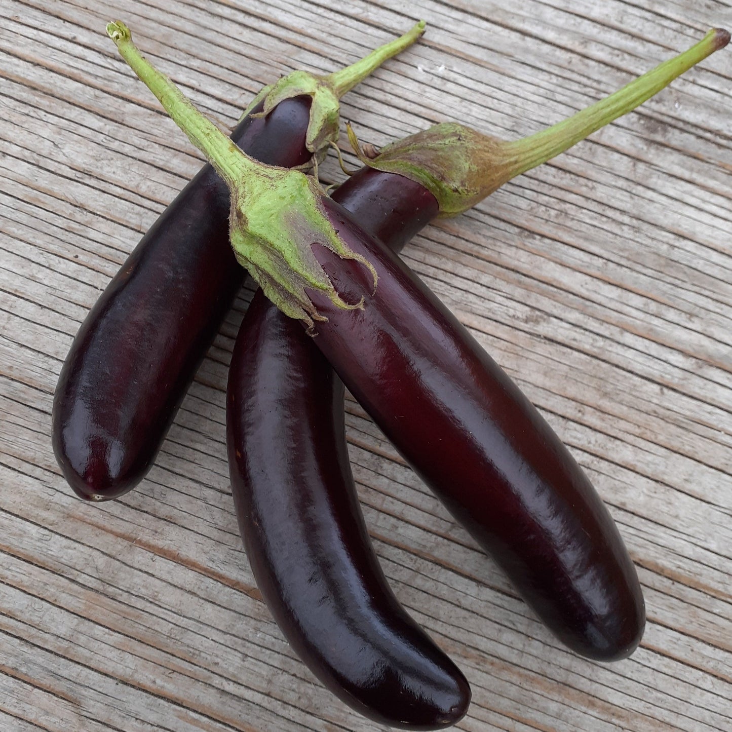 Aubergine Little Finger (semences bio)
