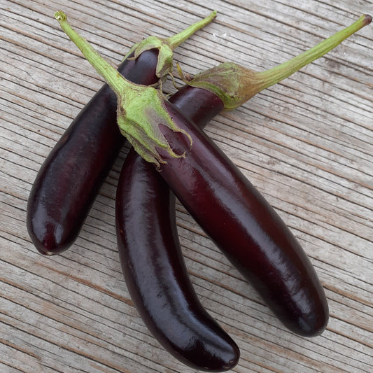 Aubergine Little Finger (semences bio)