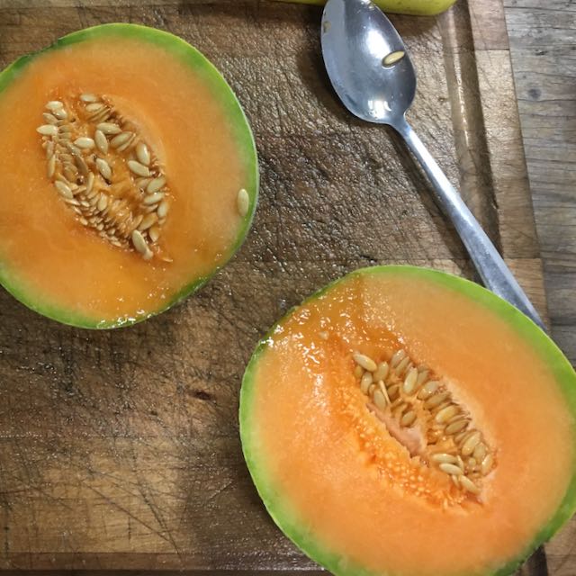 Melon Oka (semences bio)