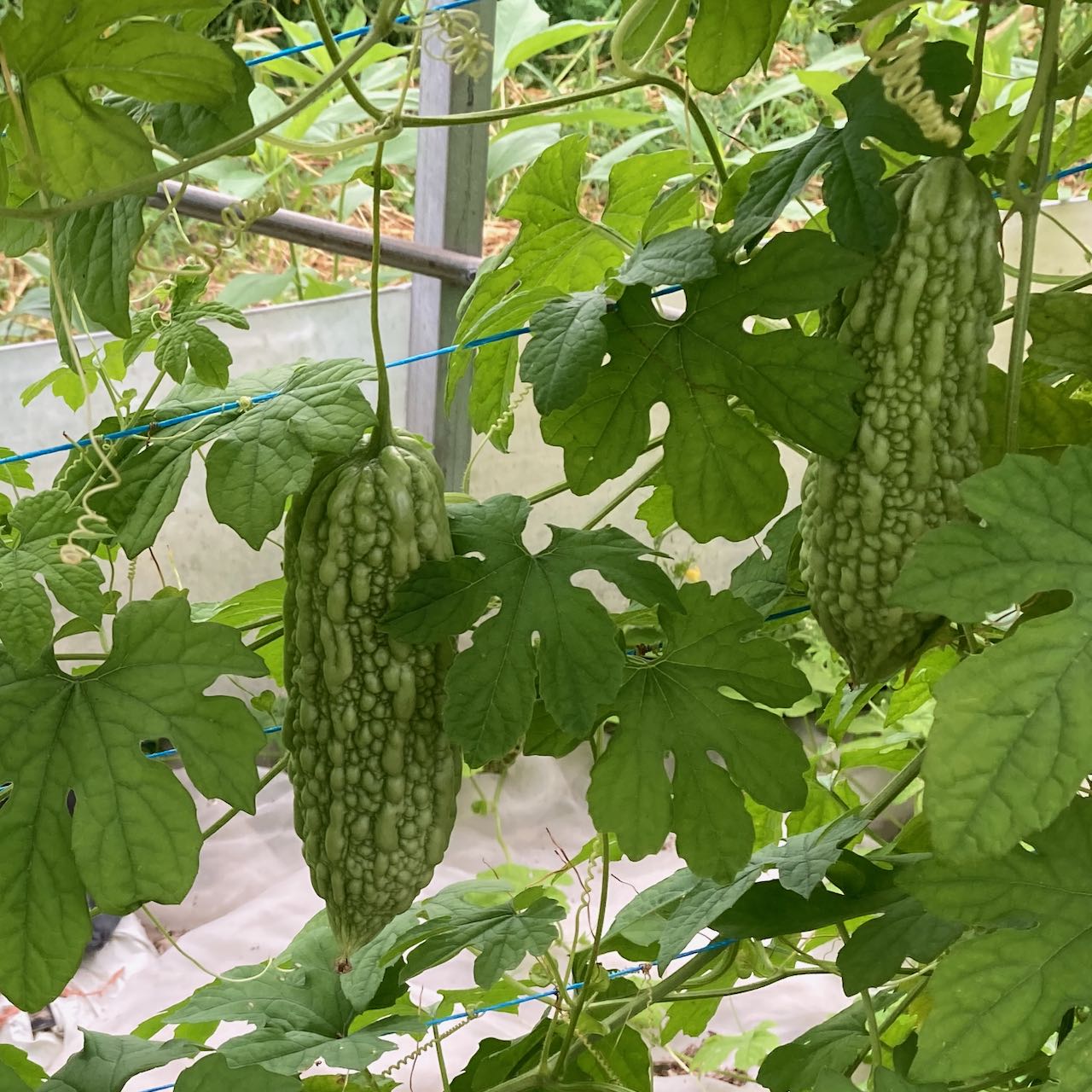 Margose (Melon Amer) (semences bio)