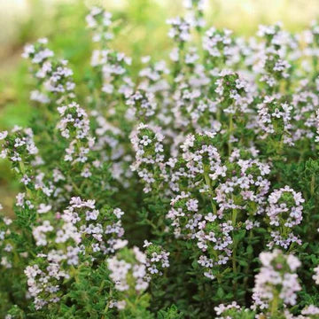 Thym d'été (plant)