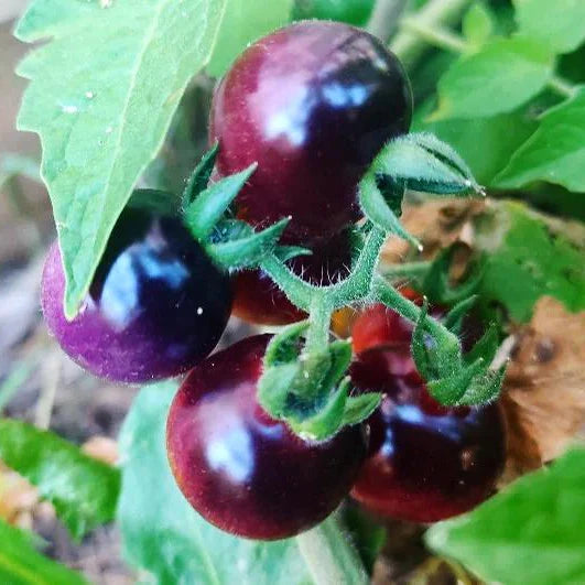 Tomate Cerise Noire (plant)