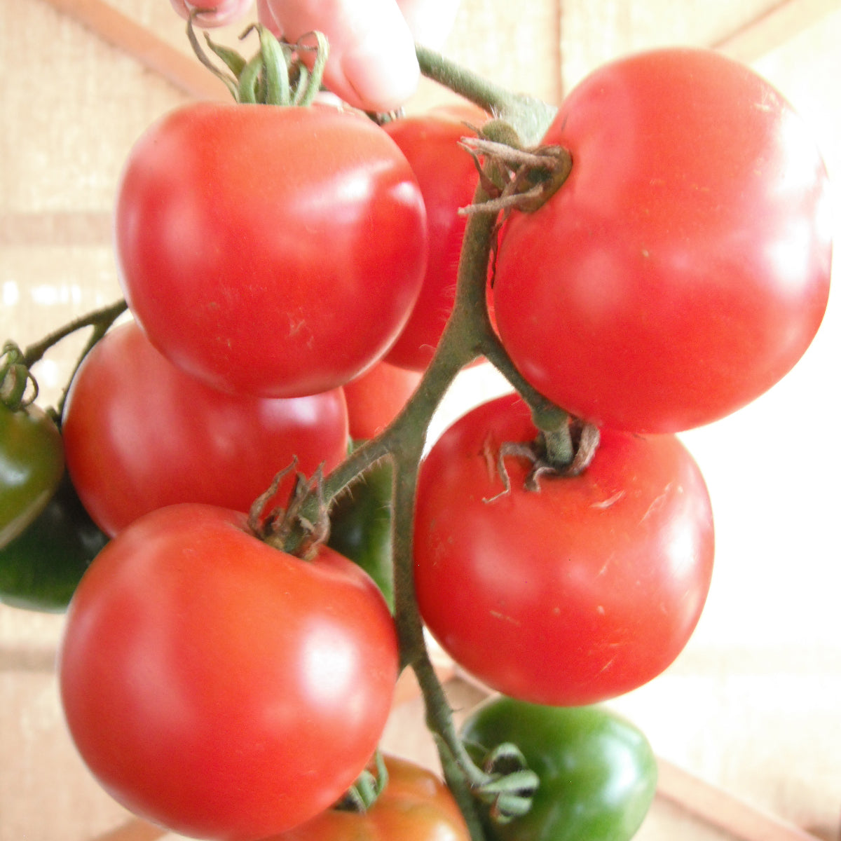Tomate standard Stupice (semences bio)