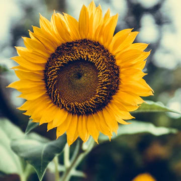 Tournesol (plant)