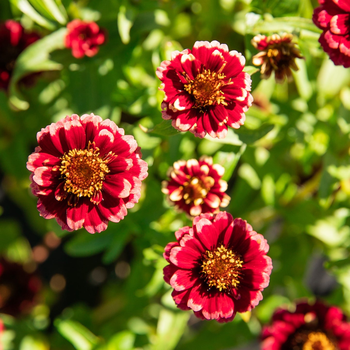 Zinnia Aztec Burgundy Bicolor