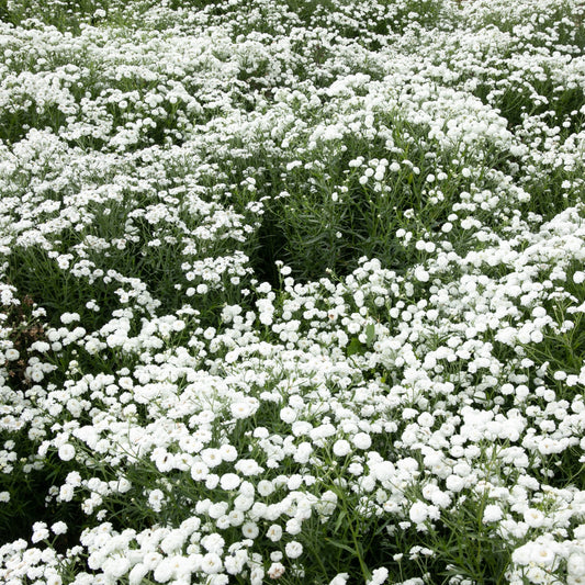 Achillée Noblessa (semences bio)