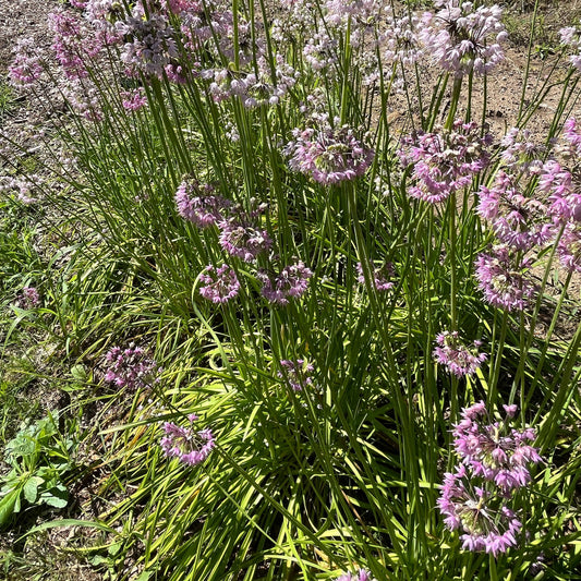 Ail penché (semences)