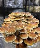 Mycélium pour jardin de La Botte