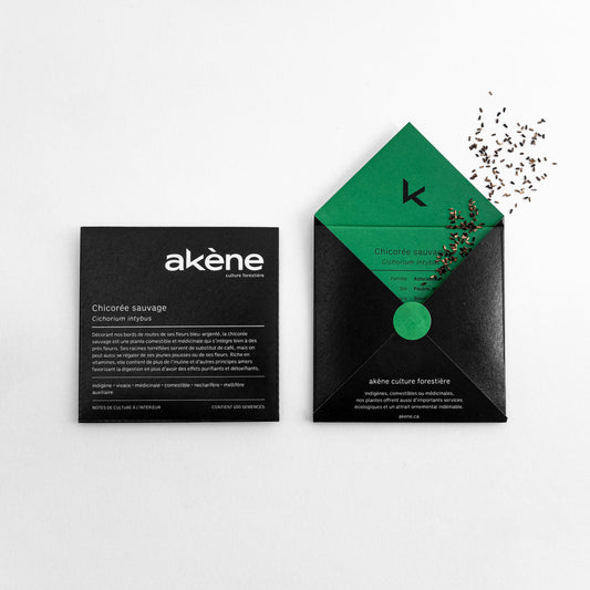 Chicorée sauvage (semences)