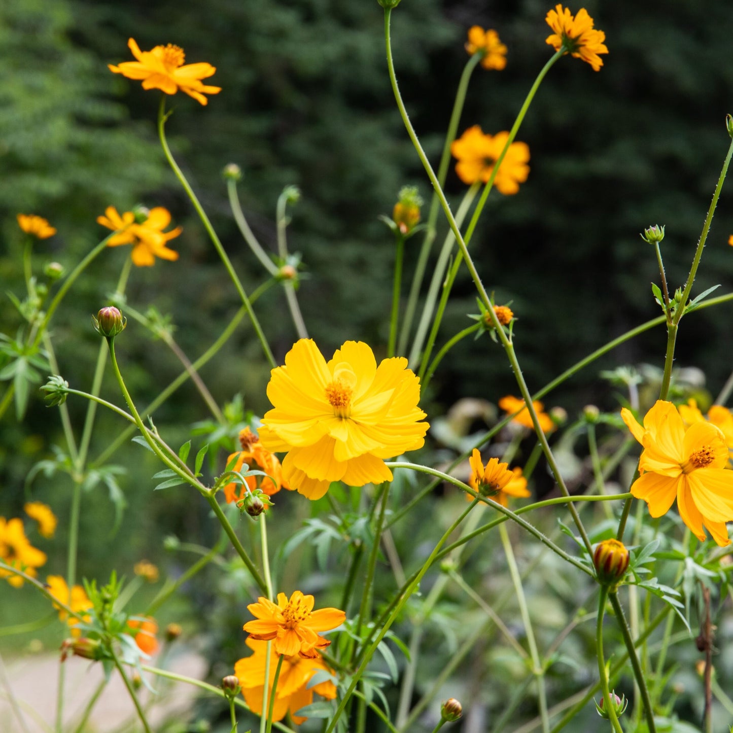Cosmos Bright Lights (semences bio)