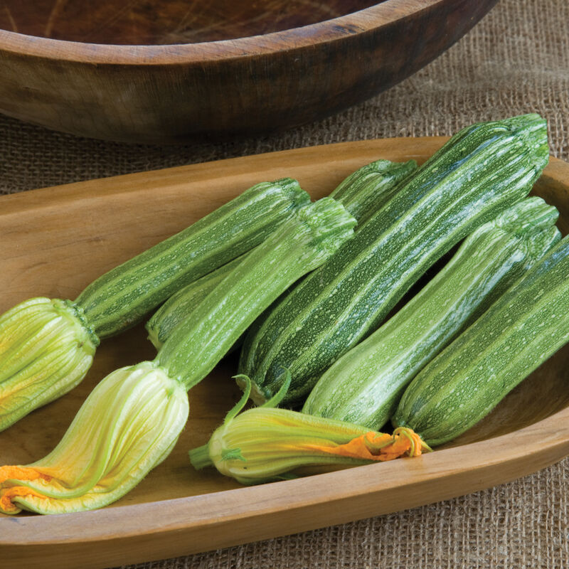 Zucchini Romanesco (plant)