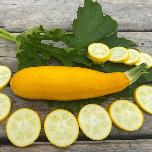 Courgette jaune (semences bio)