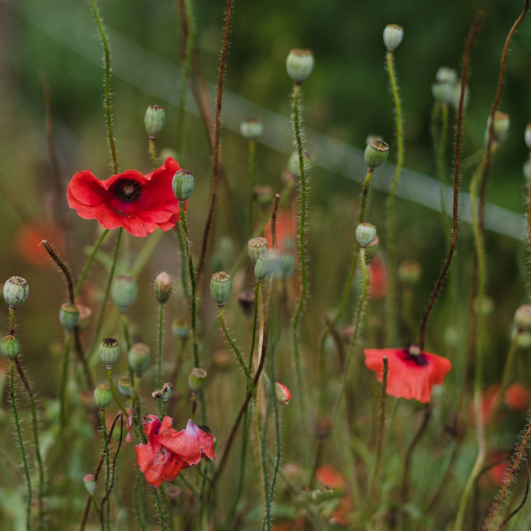 Coffret de semences - Mélange pour abeilles et pollinisateurs