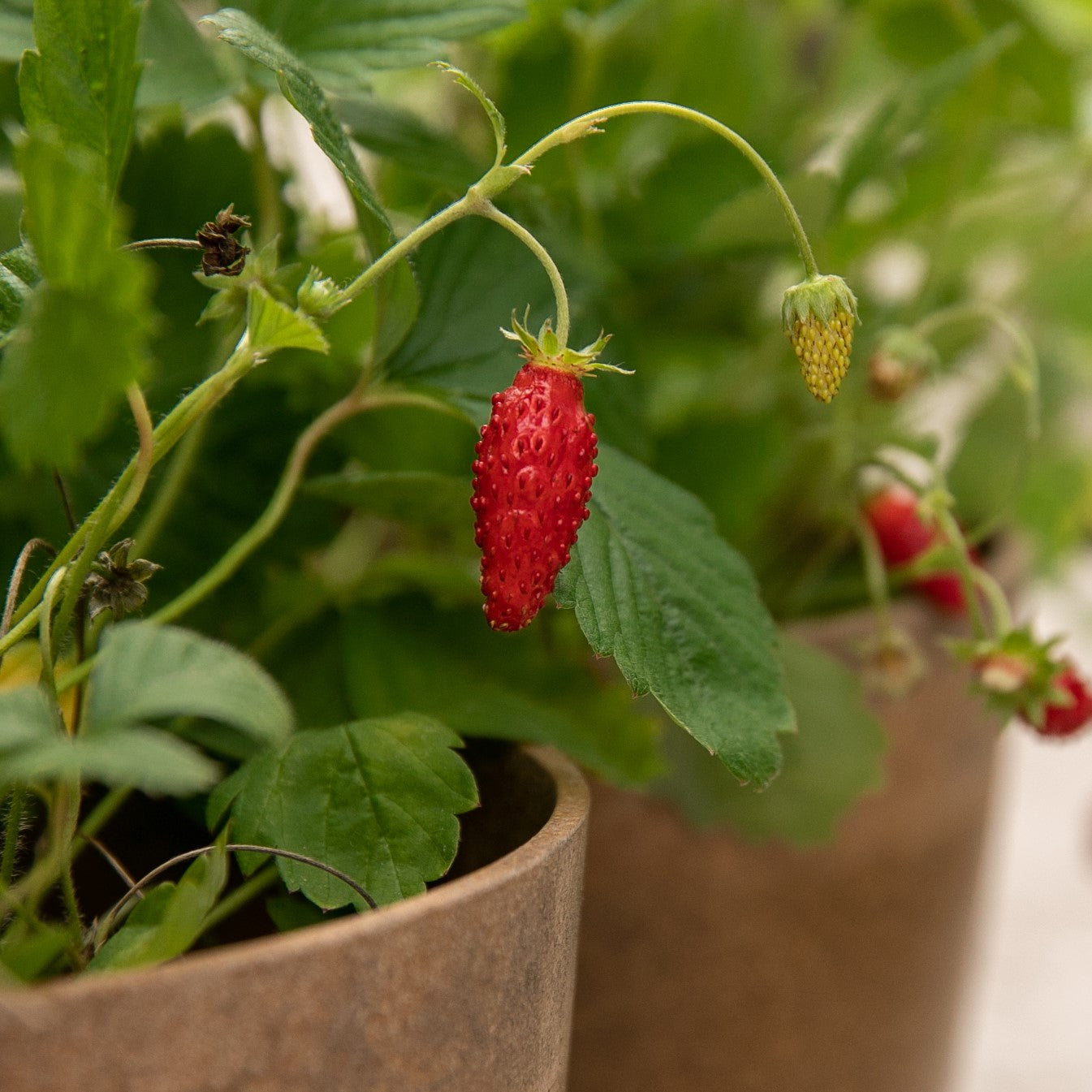 Fraisier alpin rouge (semences bio)