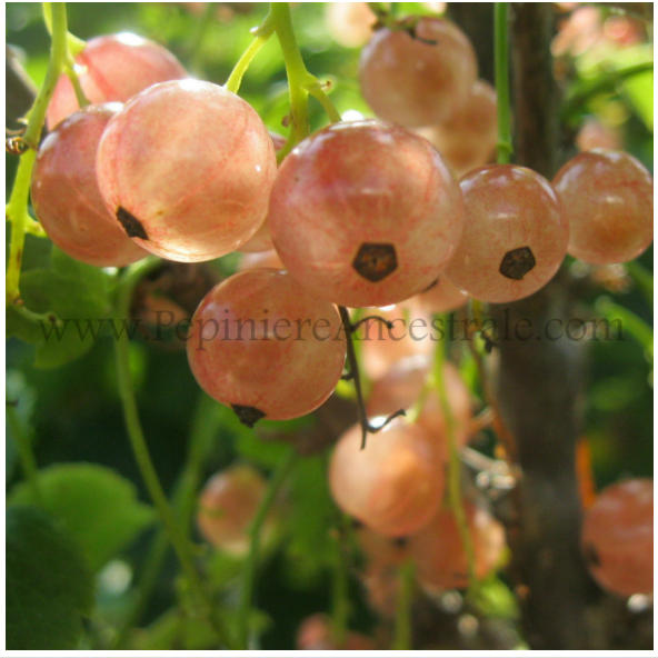 Gadelier Pink Champagne 1 à 2 ans