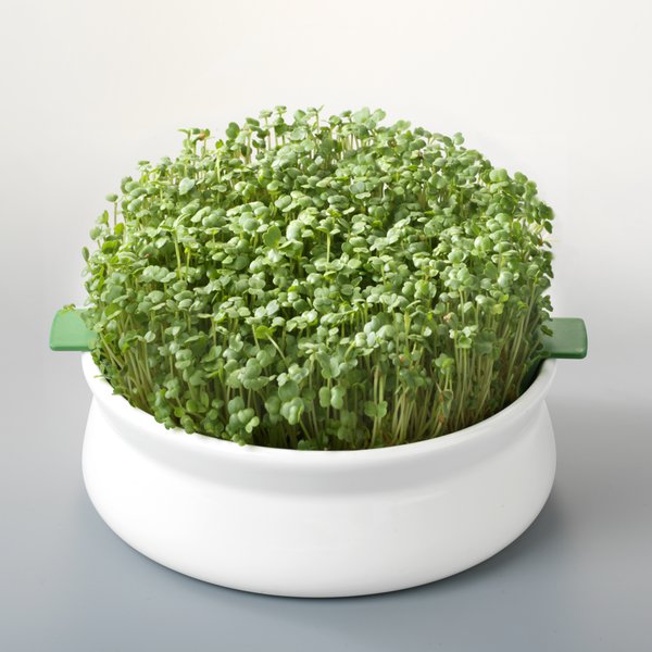 Germoir pour semences mucilagineuses