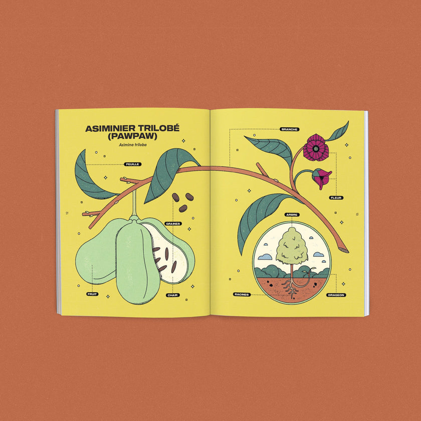 Le pawpaw - Ensemble de culture du Nutritionniste Urbain