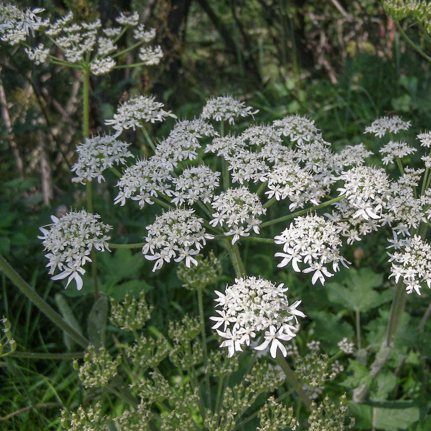 Livèche d'Écosse (Persil de mer)