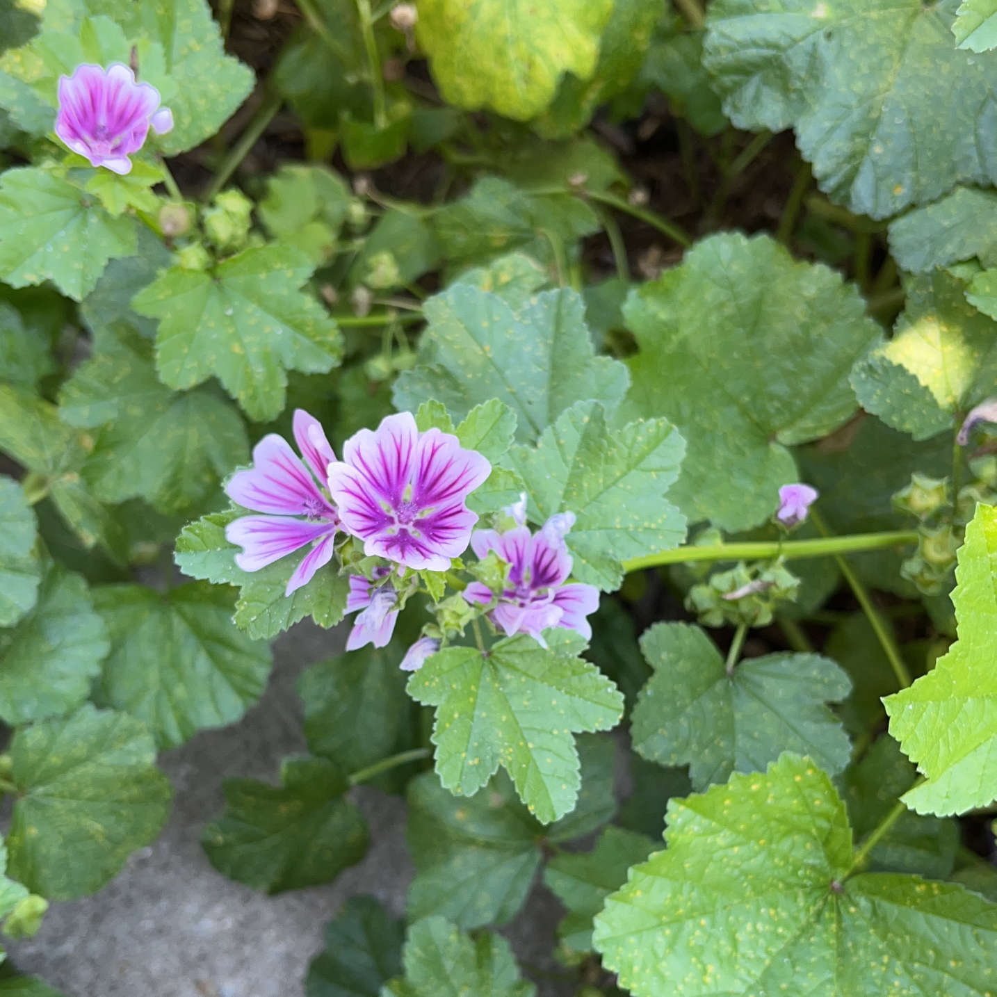 Mauve sylvestre ‘Zebrina’ (semences)