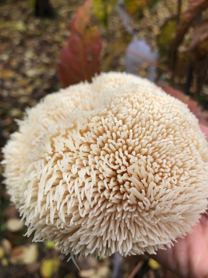 Mycélium pour jardin de La Botte