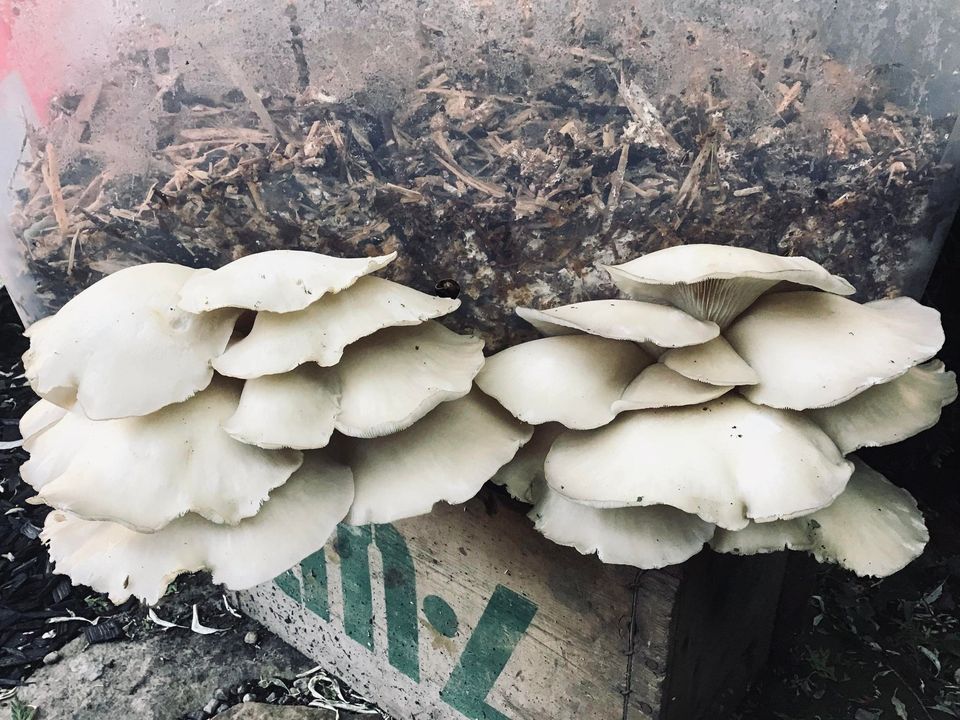 Mycélium pour jardin de La Botte