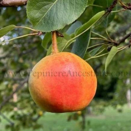 Poirier Krazulya 1.5 an