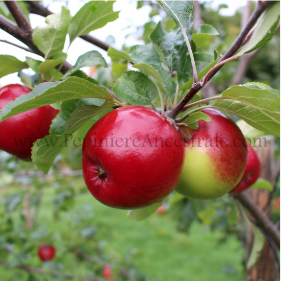 Pommier Nain Red Free 1,5 an